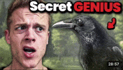 Crow Smart Bird GIF