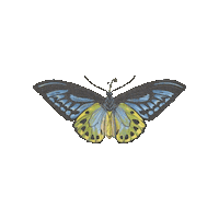 Naturaleza Mariposa Sticker
