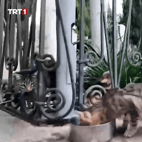 One Minute What GIF by TRT