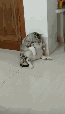 cuteanimalland giphyupload GIF
