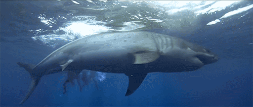shark attack horror GIF by Shudder