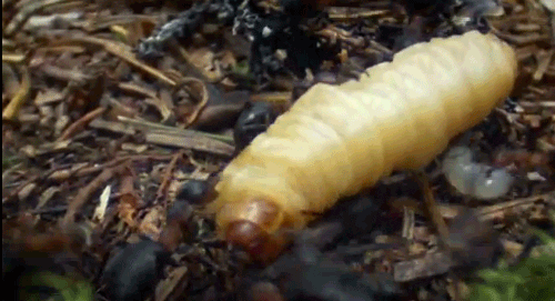 night grub GIF