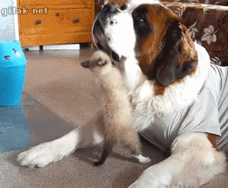 dog GIF
