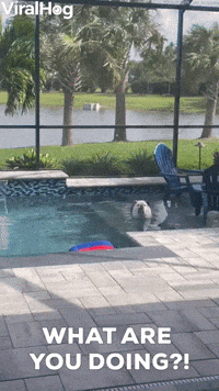 English Bulldog Soaks in Swimming Pool 