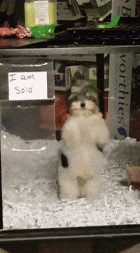 Dance Pup GIF