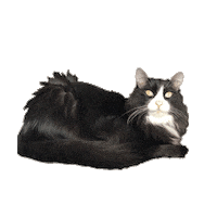 Cool Cat Cats Sticker by Wisdom Panel™