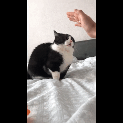 cuteanimalland giphyupload GIF