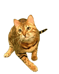 Must Have Cat Sticker by Kitty Fuchs