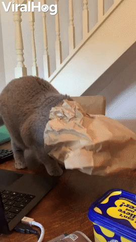 Kitty Steps off Table After Getting Head Stuck in Paper Bag