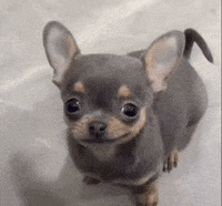 Perro GIF