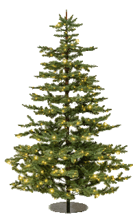 Christmas Nordmann Sticker by Beekwilder