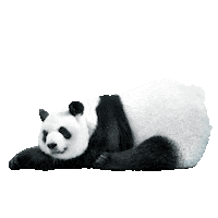 Laku Love Sticker by Panda