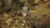 WeAreWater kiss ocean fish lips GIF