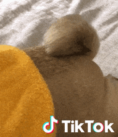 Sleepy Dog GIF by TikTok France