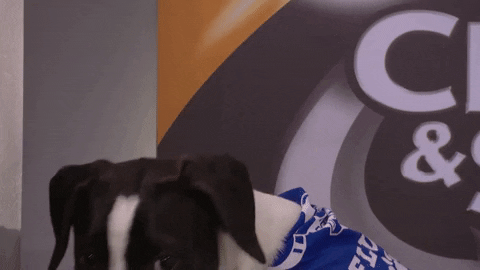 Animal Planet GIF by Puppy Bowl