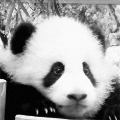 baby panda bear GIF