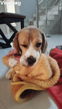 Dog GIF by ViralHog