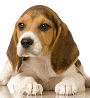 puppy training GIF