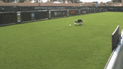 Be Right There Running GIF by American Kennel Club