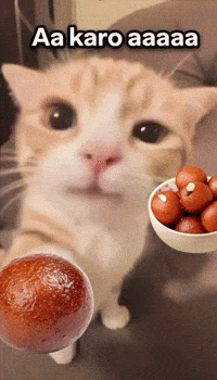 Congrats GIF