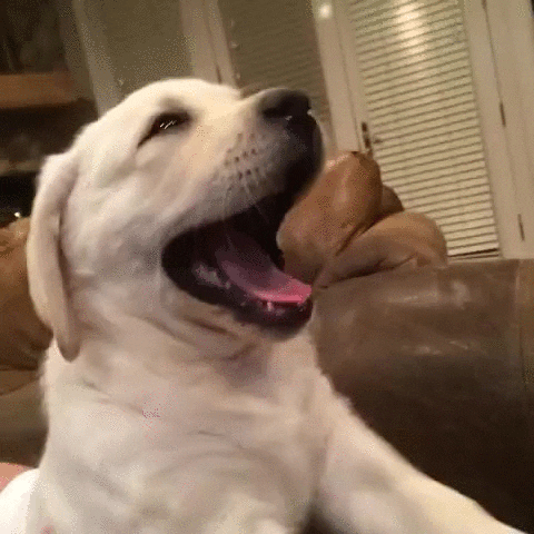 yawn GIF