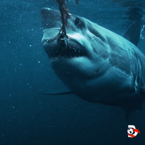 Great White Ocean GIF by Shark Week