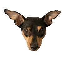 dog wink Sticker by Part IV