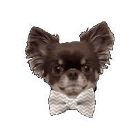 Dog Sticker
