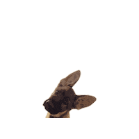 Dog Puppy Sticker by ZOECA jewelry