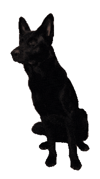 hundesportco hundesport schäferhund moros hundesport co Sticker