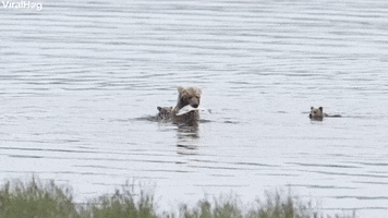Bear Cub Rides Across River In Style GIF by ViralHog