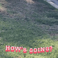 Corgi Milo GIF