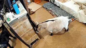 'Clever' Pygmy Goat Uses Drawer as Back Scratcher