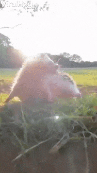 Hedgehog Rolls Down Slope At Sunset GIF by ViralHog