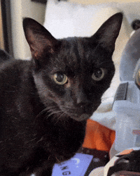 Black Cat Licking Lips GIF