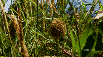 Mouse on the Move | Wonderstruck