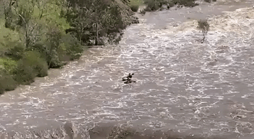Kayakers Take on Swollen River After Geelong Lashed With Heavy Rainfall