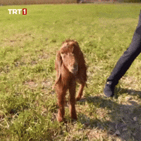 Look Hello GIF by TRT