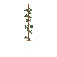 mikalynpaige plant monstera mikalynpaige mini monstera Sticker