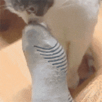 fan bay GIF