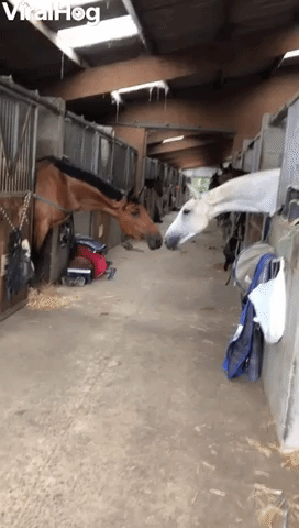 Horses Stretch Across Stable to Be Close