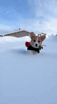 Valentine Corgi GIF