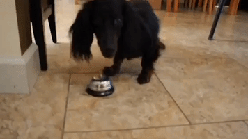 Clever Dog Rings Bell to Receive His Treats
