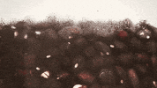 recipe cooking GIF by Chipotle Mexican Grill