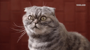 cat wtf GIF by MOST EXPENSIVEST