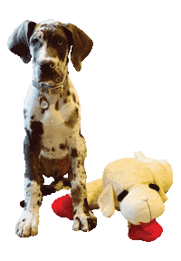 FlourishEternal dog puppy oscar buddy Sticker