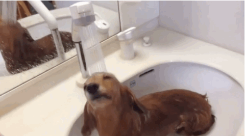 dachshund GIF