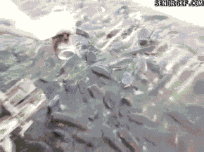 water beer GIF by Cheezburger