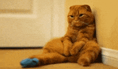 sleepy cat GIF