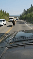 Traffic Crawls as Bison Saunters on Yellowstone Road
